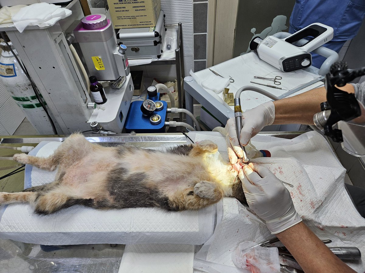 woori_mari_'s tweet image. 후원금…제발 다른 곳에 쓰지 마세요.🥺
영수증 모아서 사진으로만 올려도 되잖아요

보호자 없는 아픈 아이들 위해 이리저리 뛰어다니다가, 정말 돈이 없어서 치료 못 할까 봐…
살려보겠다고 마지막으로 모금하는 사람들도 있습니다.