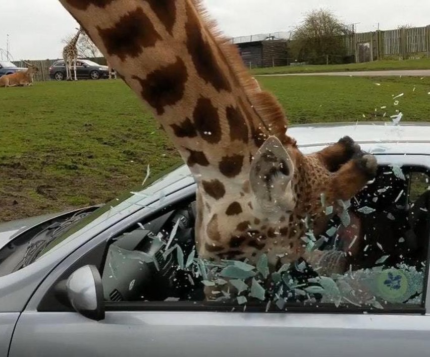 <a href="/sheriff_hl/">Sheriff.hl</a> You want to dig the Bad Bunnz thesis and educate yourself, it's a Bad Bunnz world out there and we're building a whole ecosystem of dapps

Watch this 👇