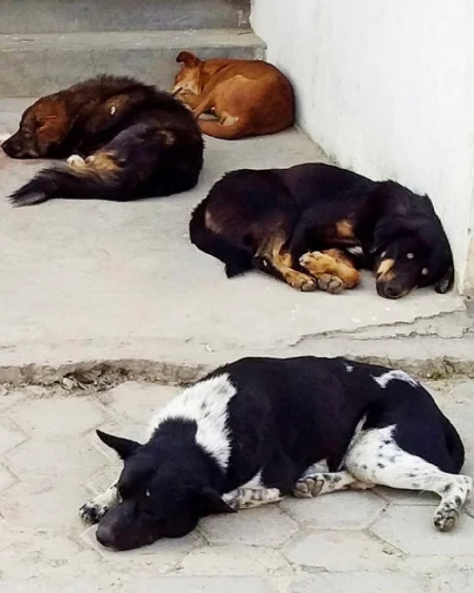Dün, sokakta tek başına yürüyen genç bir kadın gördüm. Karşıdan, malûm saç tıraşlı üç kişi yüksek sesle konuşarak geliyordu. Sokağın diğer tarafında ise dört köpek yatıyordu. Genç kadın yolunu değiştirip köpeklerin olduğu tarafa geçti.

Bu kadar... Söylenecek başka bir şey yok;