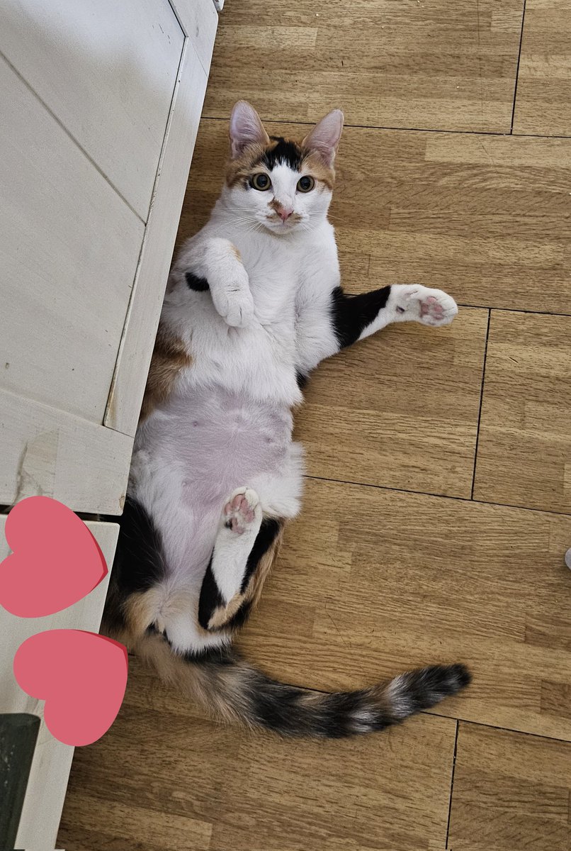 이유없이 하는 알티이벤🐱
RT 한분께 드림커플 그려드립니다
추첨은 오늘 내 아무때나

사진은 그냥 귀여운 저희 냥이들