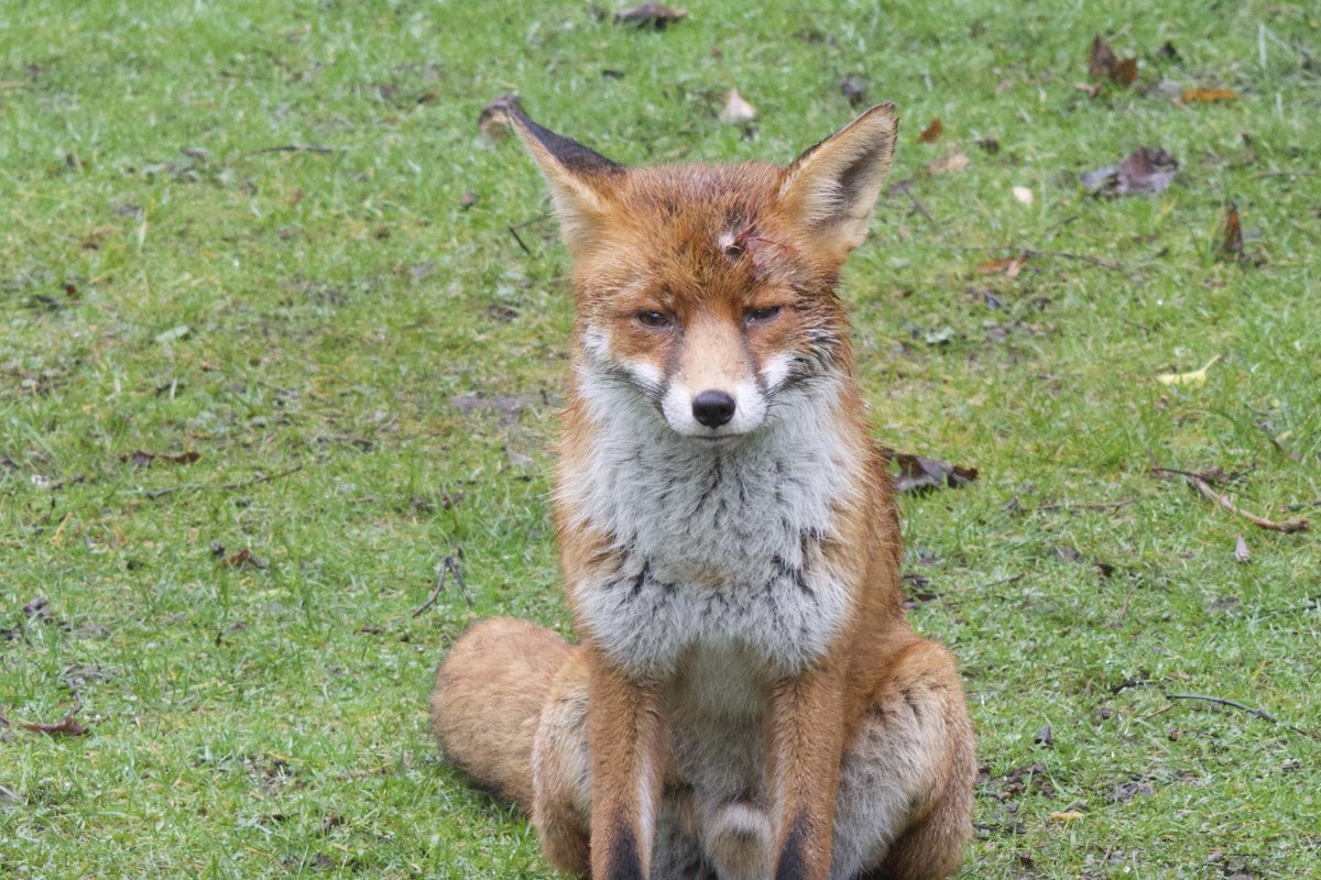 David Hateley tweet media