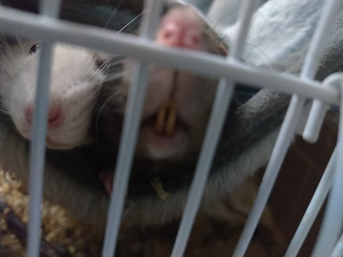rattooo03's tweet photo. 😁🐀 https://t.co/7JgNKA3OuQ