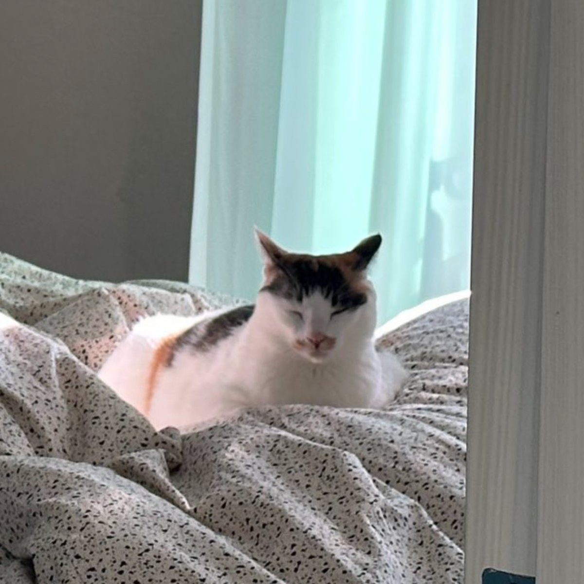 ㅋㅋ이것도 마징가 귀 돼서 너무 귀여우네