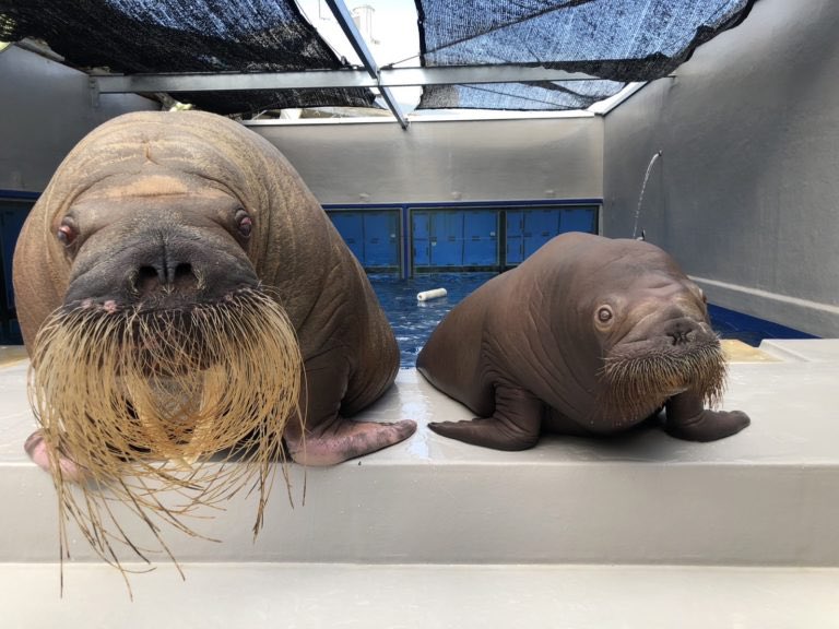 umitamago_staff's tweet image. セイウチ「いちこ」鳥羽水族館へ無事到着しました
umitamago.jp/2026/01/20/ich…