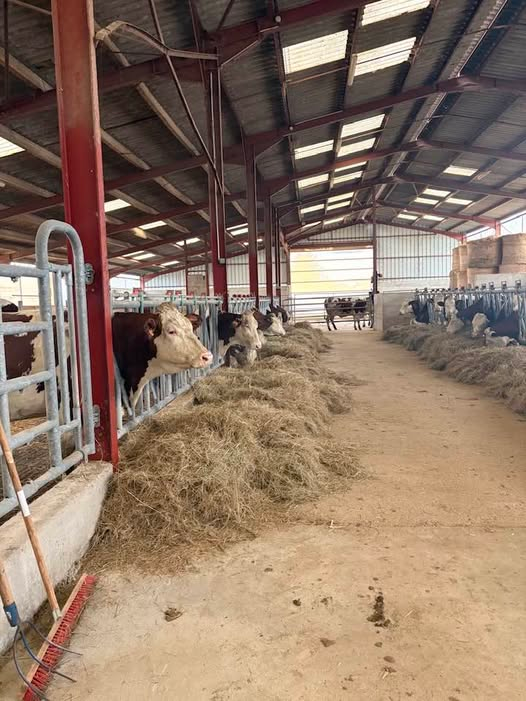 Emmanuel Rizzi tweet media