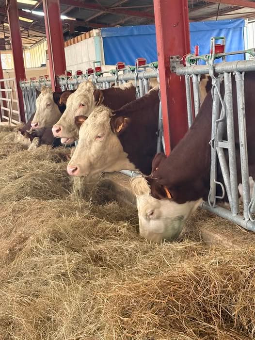 Emmanuel Rizzi tweet media