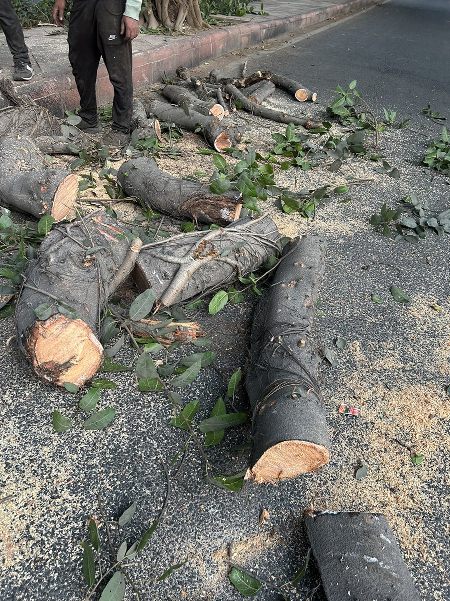 BhavreenMK's tweet photo. Painful to see the apathy of Forest Dept &amp; @tweetndmc to be hacking Trees in the name of pruning, the only natural saviour for us citizens in this choking city. 
Shameful!!!! 

@gupta_rekha @mssirsa @CAQM_Official 

https://t.co/zZqDbF5SxU 
Zakir Hussain Marg https://t.co/FbYI8LoN95