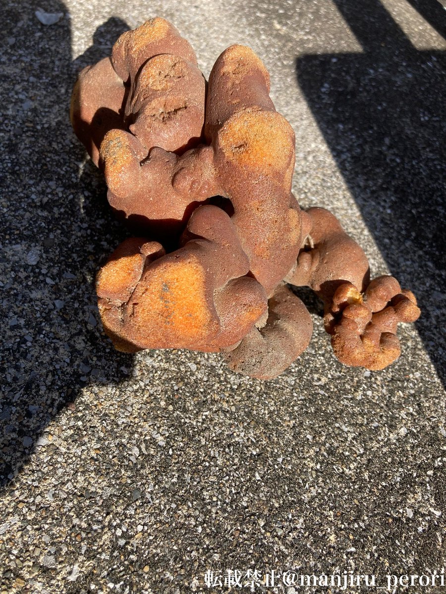 巨大なウンコらしきものが落ちてたんだけど
俺の拳二つ分くらいのデカさ