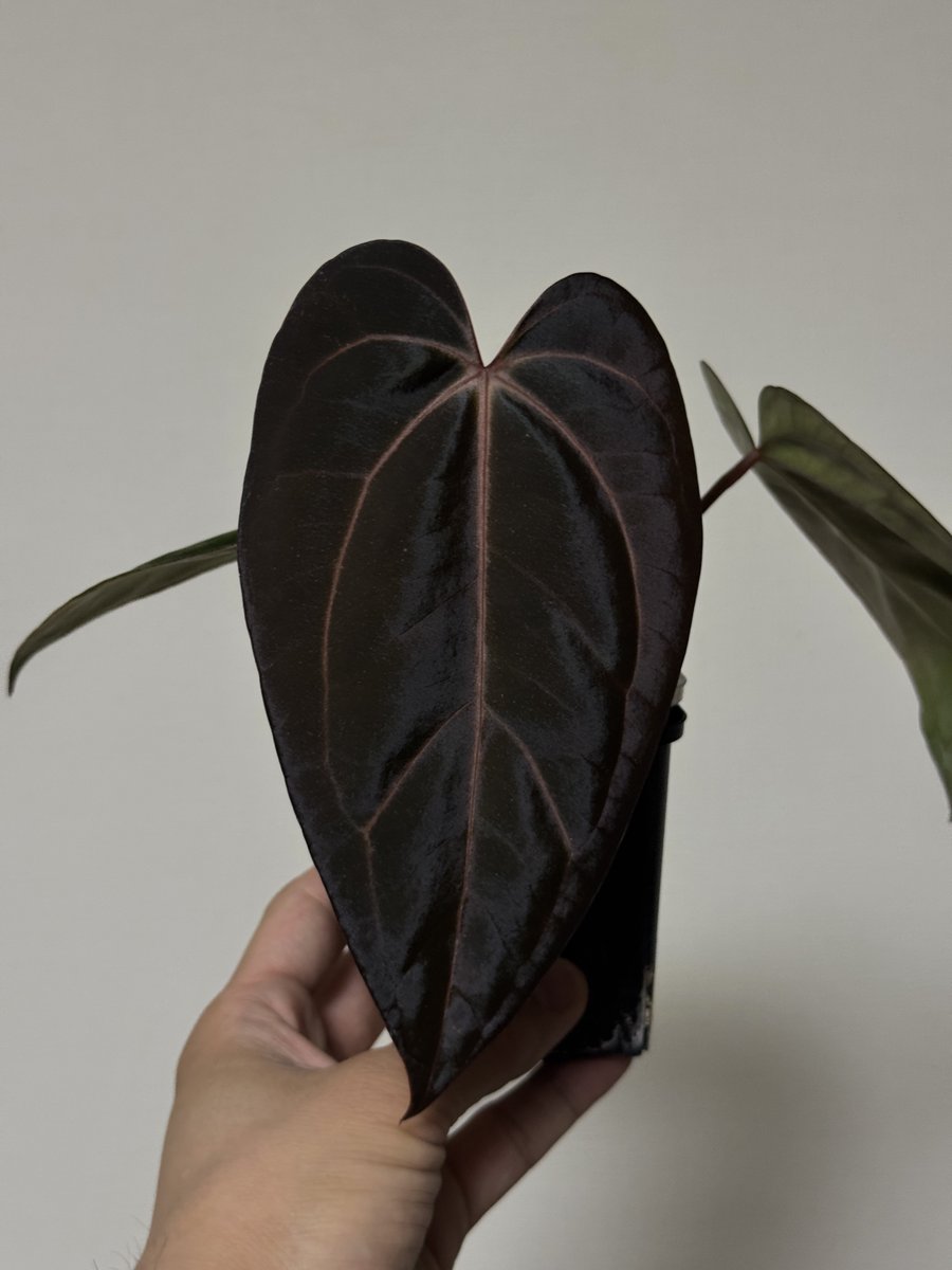 Nori / 2.28みどり座/3.8DeepJungle (@nori__plants) / Posts / X