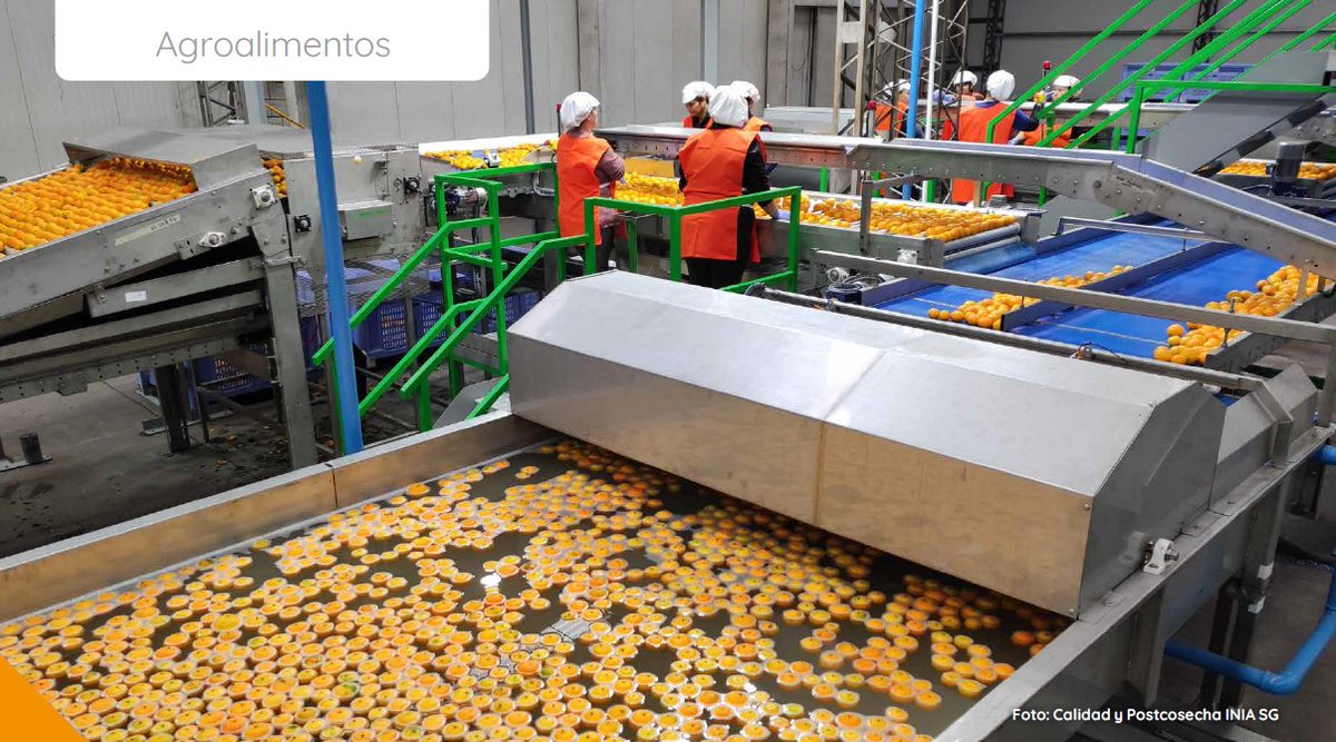 NOVEDADES REVISTA INIA
✅Las bajas temperaturas desafían a los frutos cítricos: te presentamos algunas tecnologías para minimizar los daños.
▶️inia.uy/sites/default/…