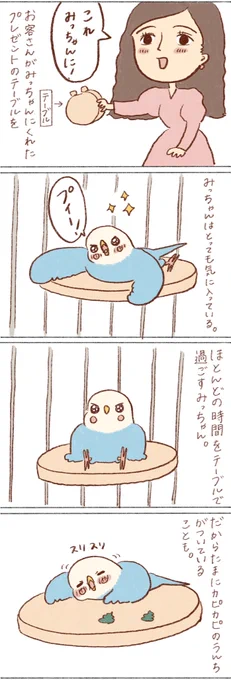 みっちゃんが大好きなものに出会えて本当に嬉しい☺️

#インコ 