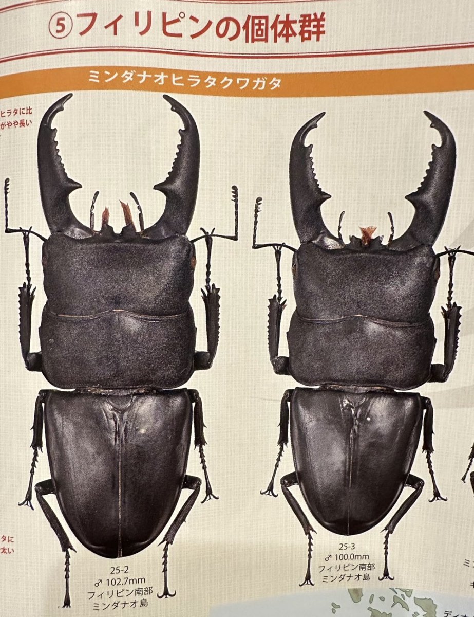 Dorcus titanus mindanaoensis ビークワ88 オオヒラタクワガタ特集に
