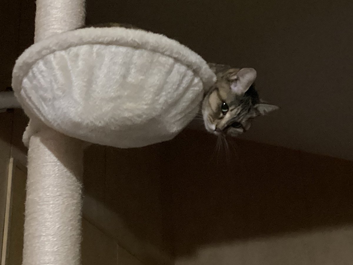 👒麦わらねこViviさん (@chibikiji) / Posts and Replies / X