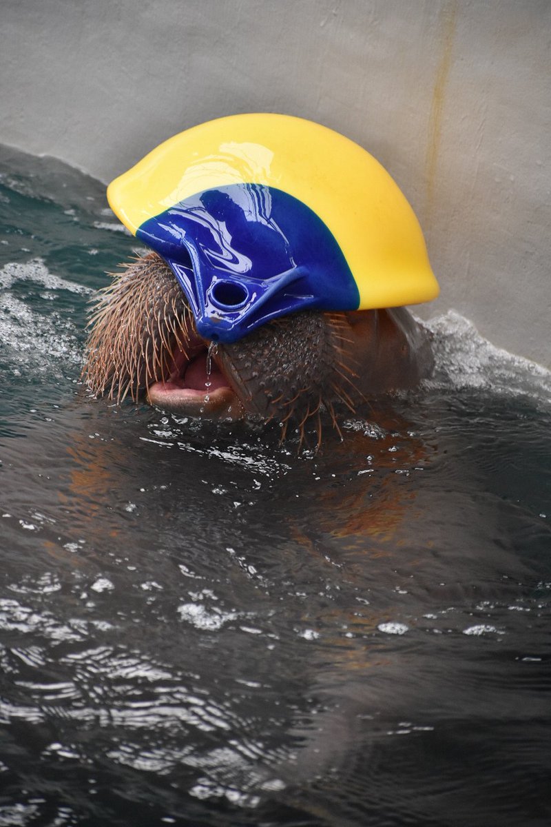 ryo___ko1209's tweet image. いちこの幸せの黄色い帽子
鳥羽にも帽子持っていったのかな？
鳥羽でも見れたらいいな☺️
いちこちゃんたくさんの幸せをありがとう！
#うみたまご
#いちこちゃん
#いちこ
#セイウチ
📷2026.1.19