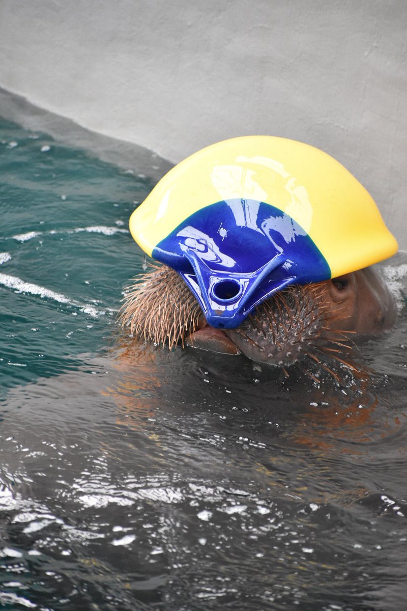 ryo___ko1209's tweet image. いちこの幸せの黄色い帽子
鳥羽にも帽子持っていったのかな？
鳥羽でも見れたらいいな☺️
いちこちゃんたくさんの幸せをありがとう！
#うみたまご
#いちこちゃん
#いちこ
#セイウチ
📷2026.1.19