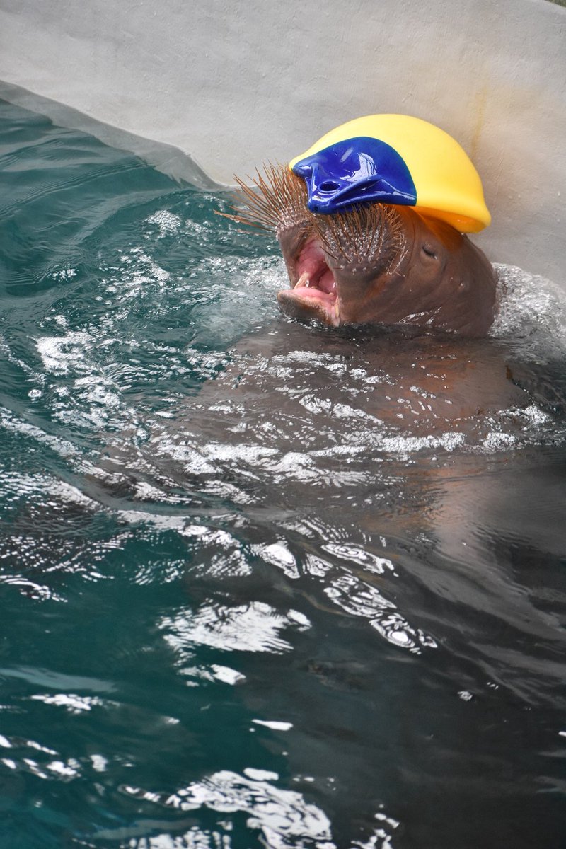 ryo___ko1209's tweet image. いちこの幸せの黄色い帽子
鳥羽にも帽子持っていったのかな？
鳥羽でも見れたらいいな☺️
いちこちゃんたくさんの幸せをありがとう！
#うみたまご
#いちこちゃん
#いちこ
#セイウチ
📷2026.1.19