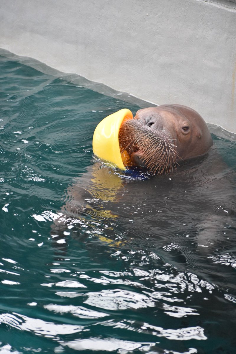 ryo___ko1209's tweet image. いちこの幸せの黄色い帽子
鳥羽にも帽子持っていったのかな？
鳥羽でも見れたらいいな☺️
いちこちゃんたくさんの幸せをありがとう！
#うみたまご
#いちこちゃん
#いちこ
#セイウチ
📷2026.1.19