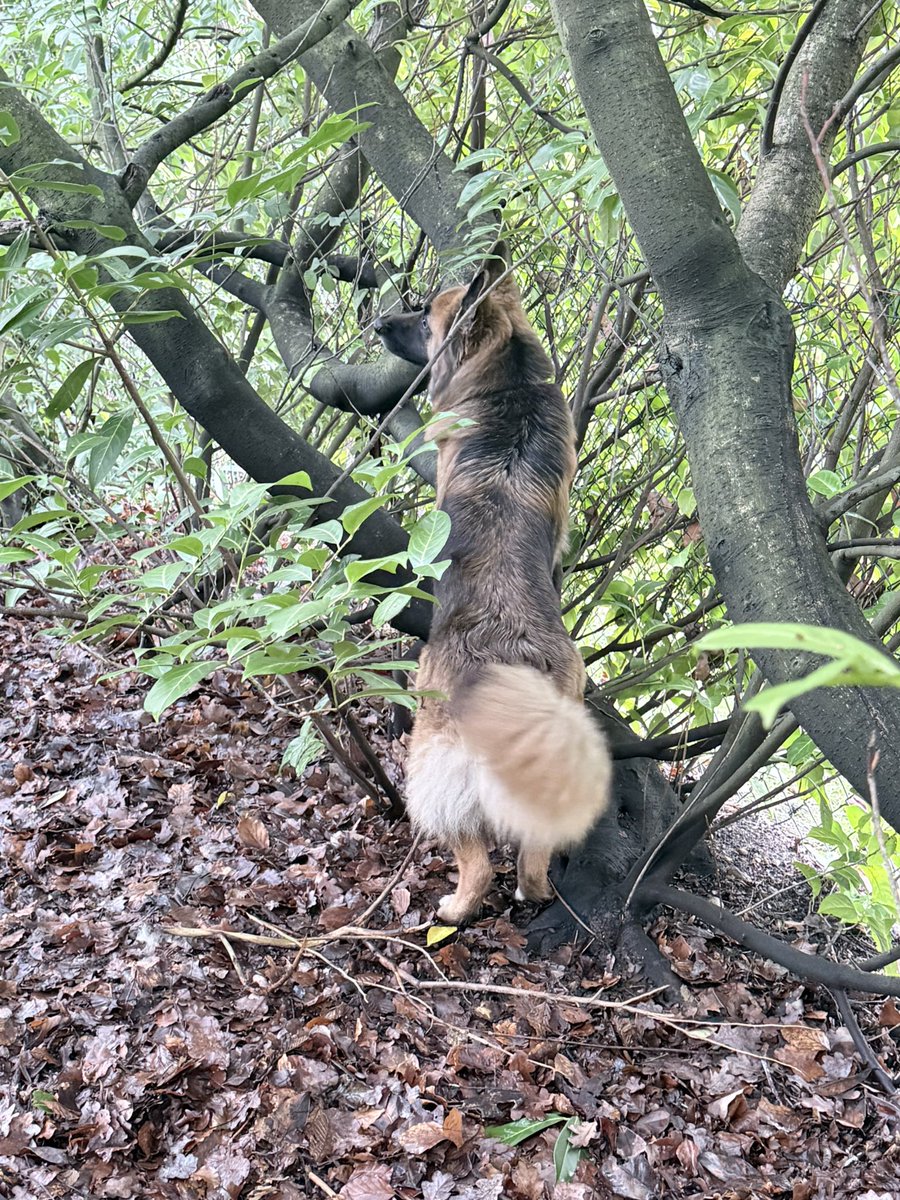 Garbo 🐕 and Heidi, Amber🌈🐕 tweet media
