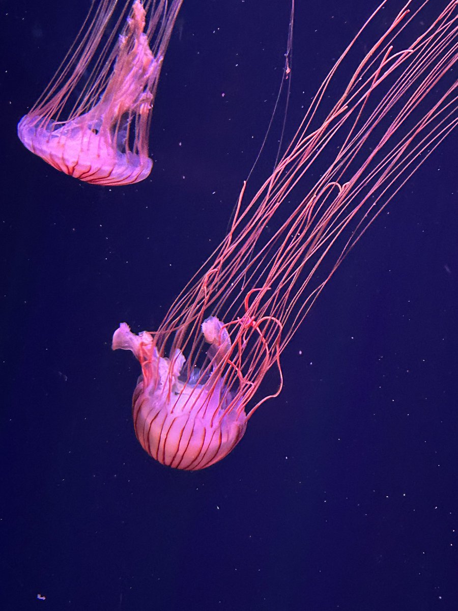 この前行った水族館にいた流れ星みたいなクラゲ🌠🪼きれいだった