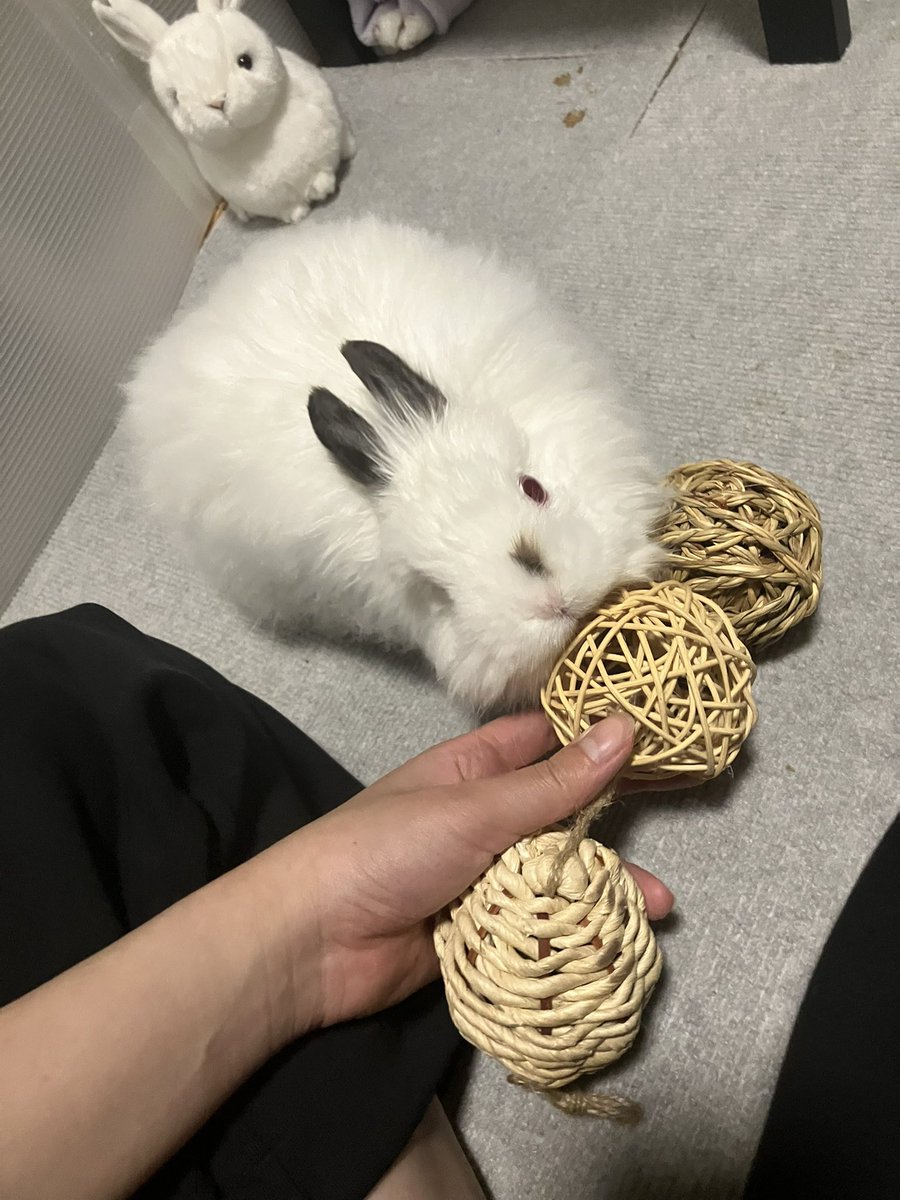 新しいボールにあごスリまる