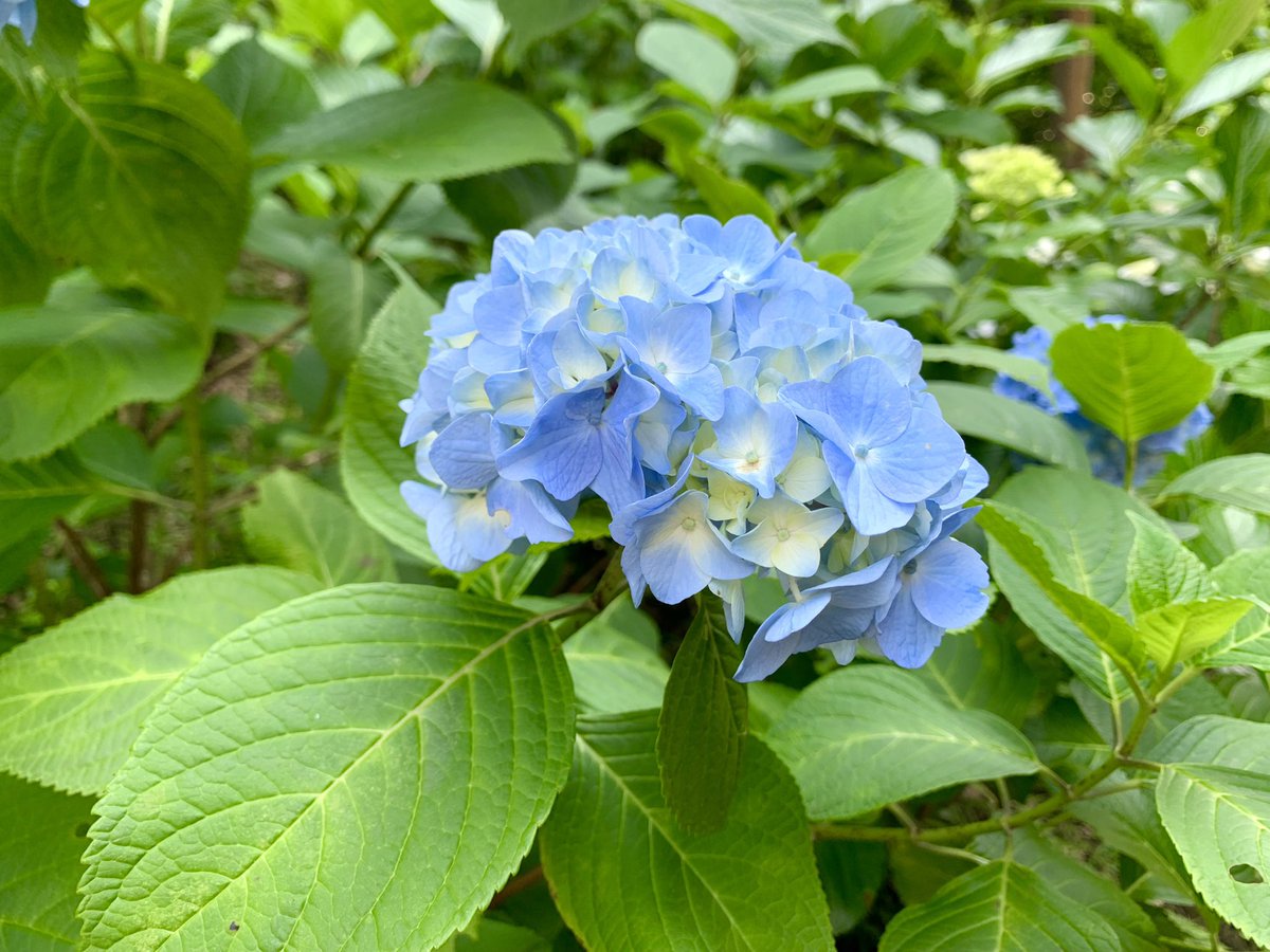 Octoberabbit's tweet image. 「関東三十六不動をめぐる 5.川崎編①」より。
妙楽寺。
鎌倉時代初期には源氏代々の祈禱寺として栄え、吾妻鏡に名前がある。
治承4年に源頼朝が弟の阿野全成(今若丸)を院主にすえ、寺領の保護を図っている。
妙楽寺はあじさい寺で有名で、境内には1,000株のあじさいが咲き誇る(季節外れすみません)。