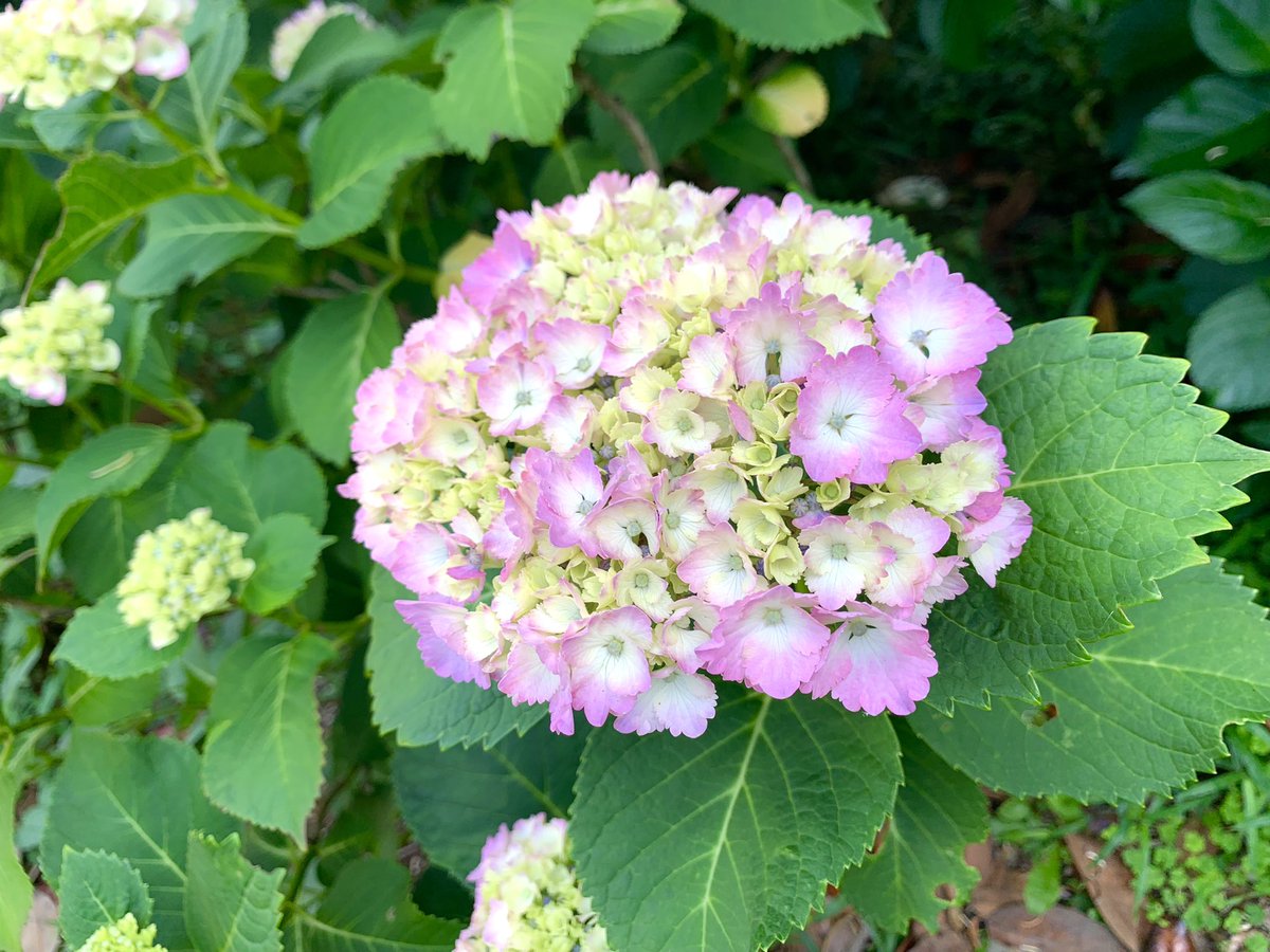 Octoberabbit's tweet image. 「関東三十六不動をめぐる 5.川崎編①」より。
妙楽寺。
鎌倉時代初期には源氏代々の祈禱寺として栄え、吾妻鏡に名前がある。
治承4年に源頼朝が弟の阿野全成(今若丸)を院主にすえ、寺領の保護を図っている。
妙楽寺はあじさい寺で有名で、境内には1,000株のあじさいが咲き誇る(季節外れすみません)。