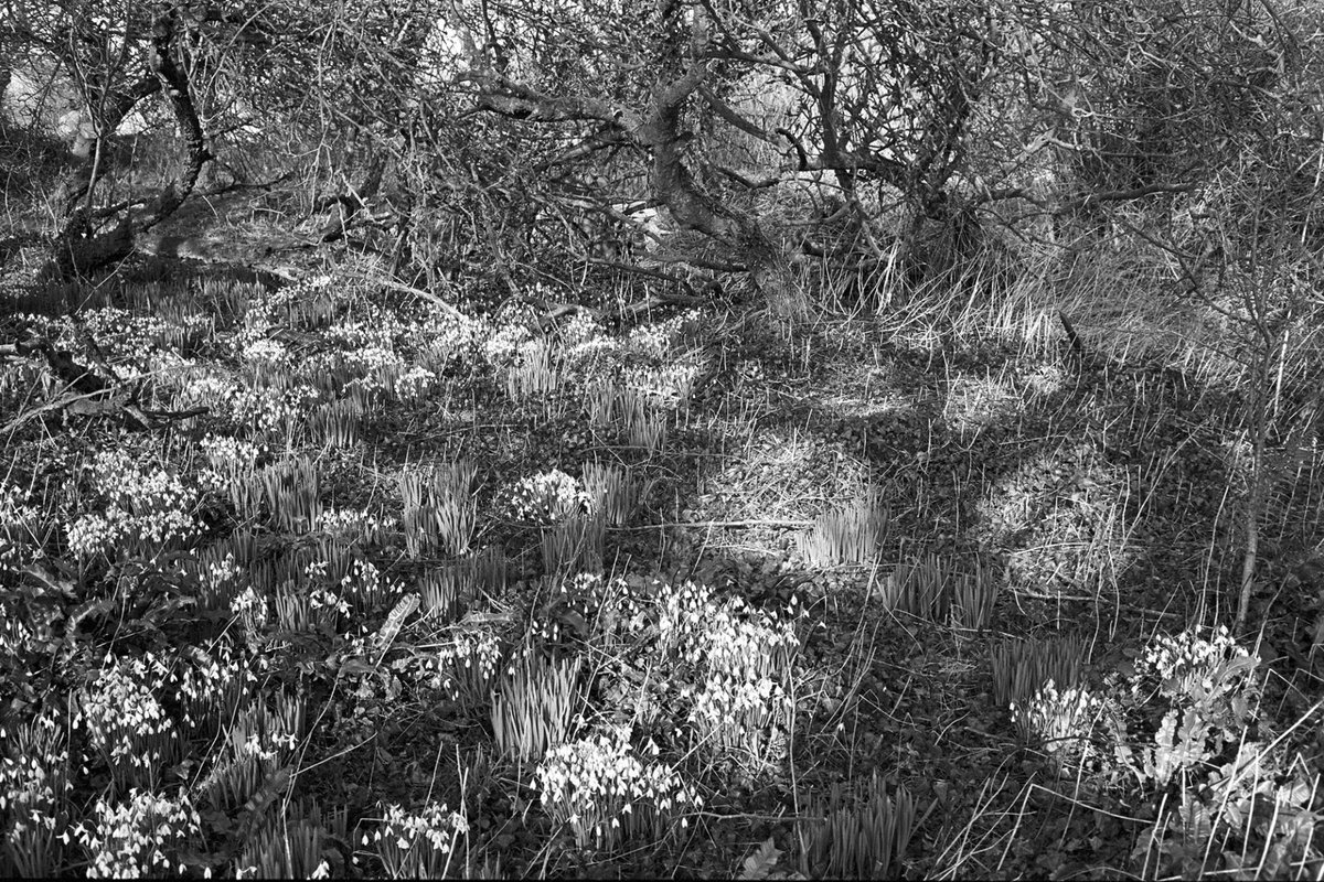 Caroline Scott tweet media