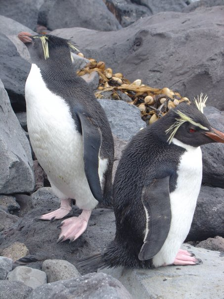 GO_ASHT's tweet photo. 🐧 Happy #WorldPenguinDay! Tristan da Cunha is home to the Northern Rockhopper penguins. The FCDO supports efforts to protect these unique birds and their island home. #TristanDaCunha #Conservation #ukots https://t.co/1F4xsoPv6S