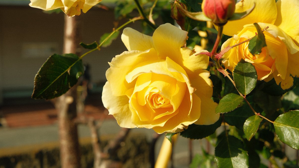 さとりん (@satorin_MiKi) / Posts / X