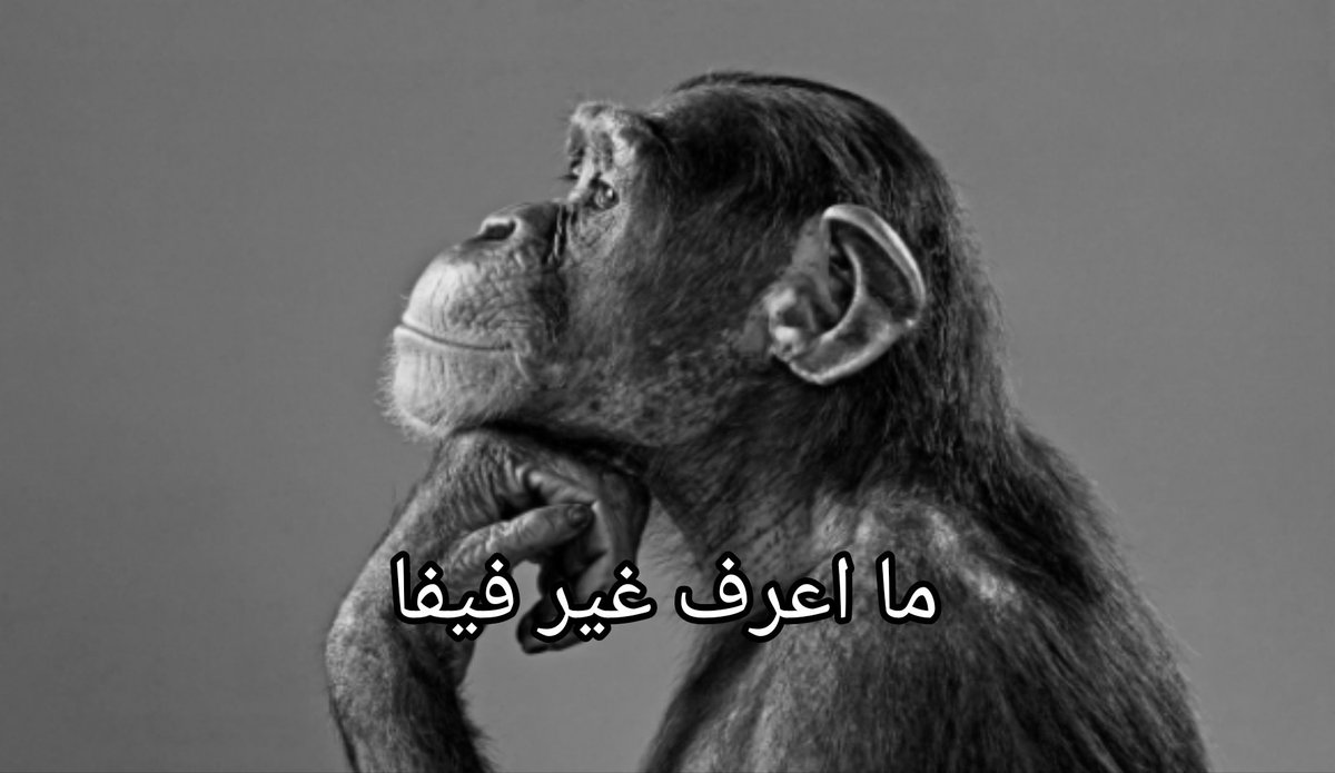 باردوك🇮🇶 tweet media