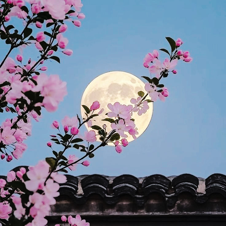 만월 끝자락에서 쏟아지는 석죽의 바다. 쉽게 분홍이라고 해두죠. 표면을 가로지르는 나뭇가지가 보슬비에 젖었음에도 잎은 떨어지지 않은 채 굳건히 자리를 잡고 있잖아요. 혹심하게 대하지 말아요. 저도 선과仙果 정도는 베어 물 줄 압니다. 너그러운 눈빛 건네줄 때 무르익은 살구꽃을 건네주세요.