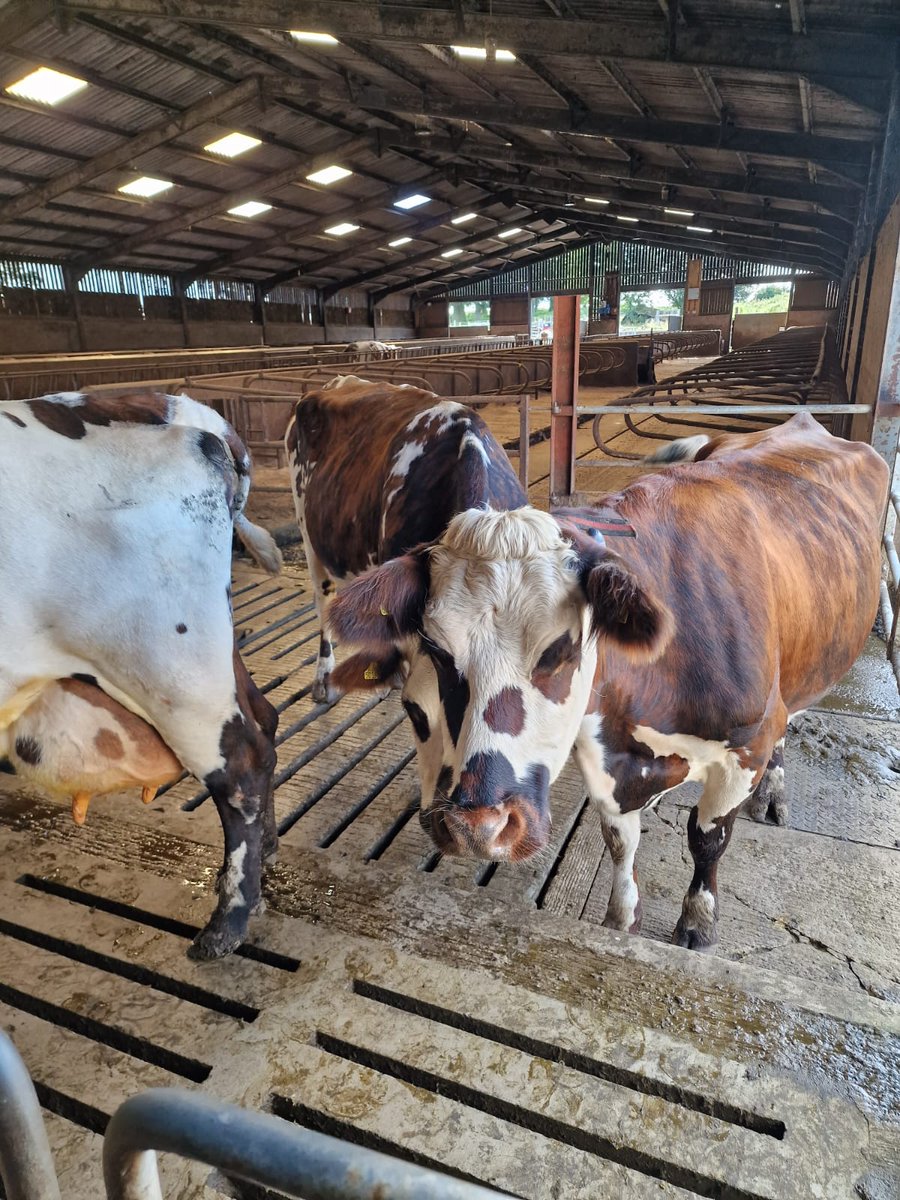 NMRgroup's tweet photo. 📷🥰 The only pure Normande herd in the UK! 🥰📷 Check out these pics from our Cumbria coordinator. Did you know their thick coat withstands winter and panda markings protect from sun? #NormandeCattle #PureBreed #CumbriaFarming #BritishAgriculture https://t.co/U0or6WSciM