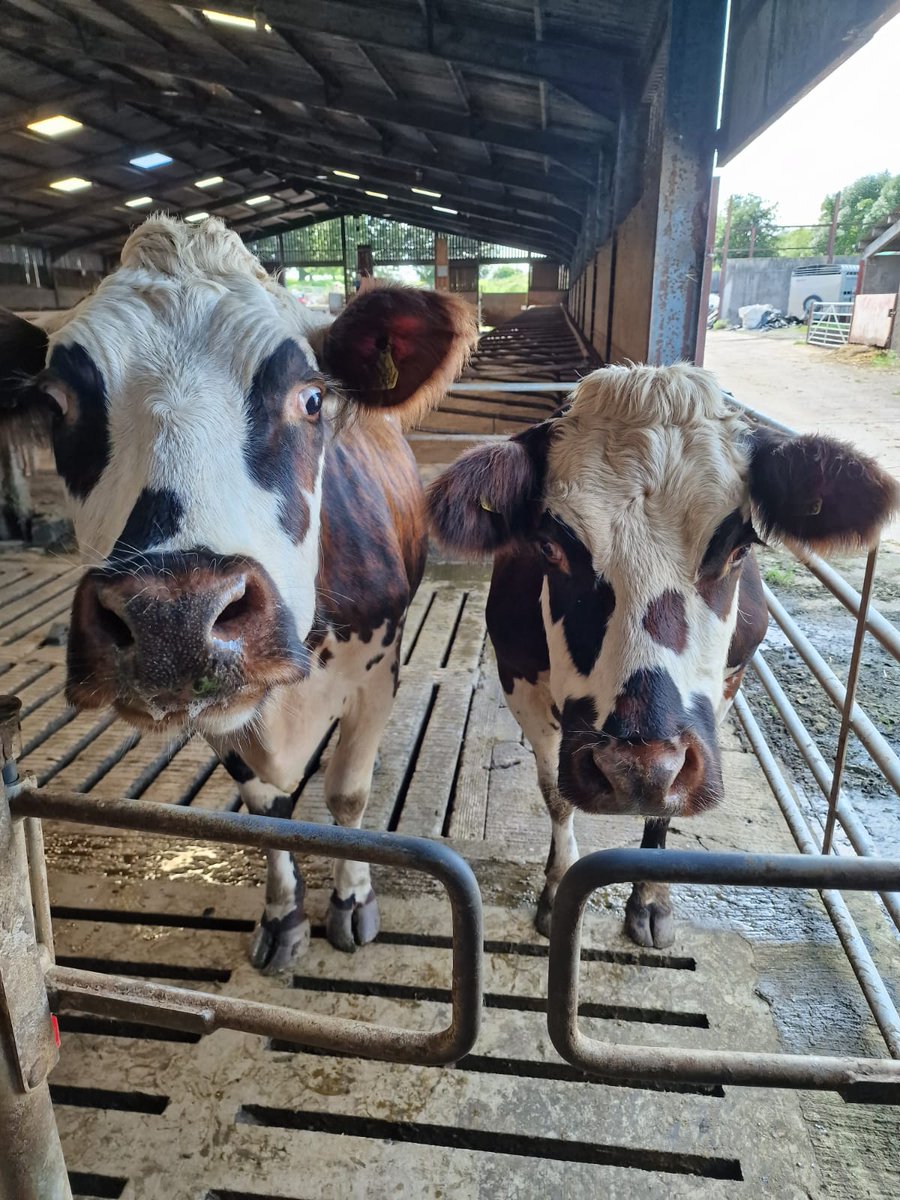 NMRgroup's tweet photo. 📷🥰 The only pure Normande herd in the UK! 🥰📷 Check out these pics from our Cumbria coordinator. Did you know their thick coat withstands winter and panda markings protect from sun? #NormandeCattle #PureBreed #CumbriaFarming #BritishAgriculture https://t.co/U0or6WSciM