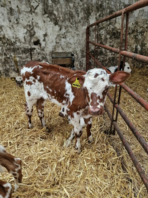 NMRgroup's tweet photo. 📷🥰 The only pure Normande herd in the UK! 🥰📷 Check out these pics from our Cumbria coordinator. Did you know their thick coat withstands winter and panda markings protect from sun? #NormandeCattle #PureBreed #CumbriaFarming #BritishAgriculture https://t.co/U0or6WSciM
