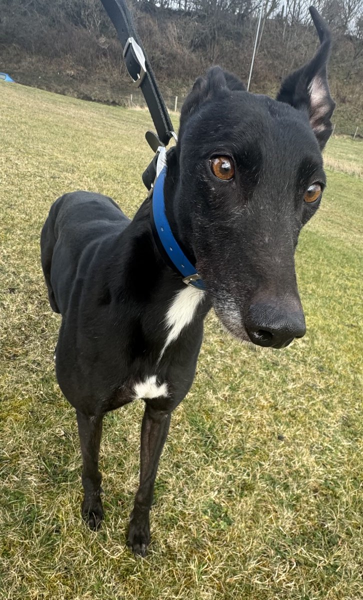 Probably the biggest question we get asked here at Cumbria <a href="/greyhoundtrust/">Greyhound Trust</a>  during home assessments is ‘Have the dogs been in a house before?’

The vast majority of times the answer is no but we want to highlight a couple of our boys today who have spent some time in a home. Both