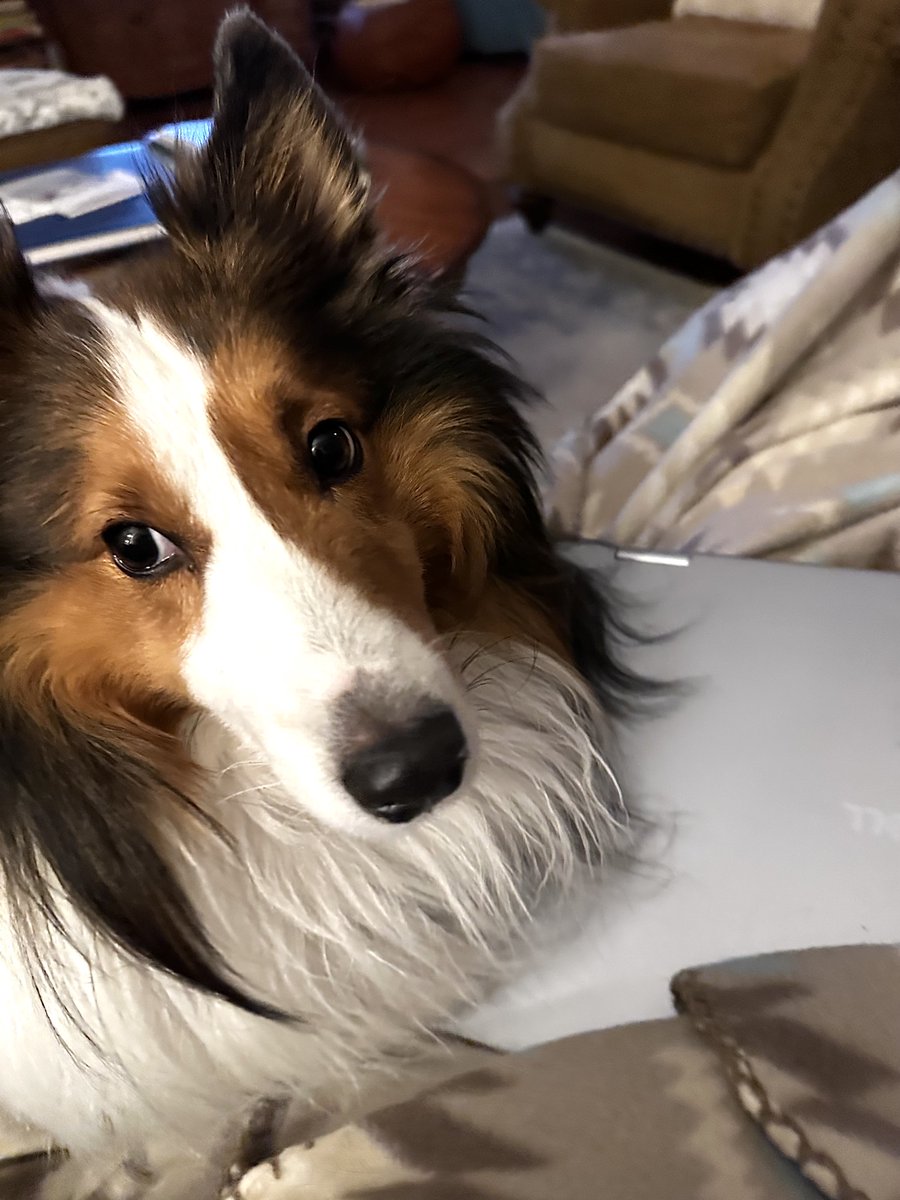 janvtower's tweet image. Happy Monday everyone. Just trying to figure out how long it's going to take mom to finish that yogurt. 😁 Have a great day furry friends and all your peeps. 😘🐾❤️