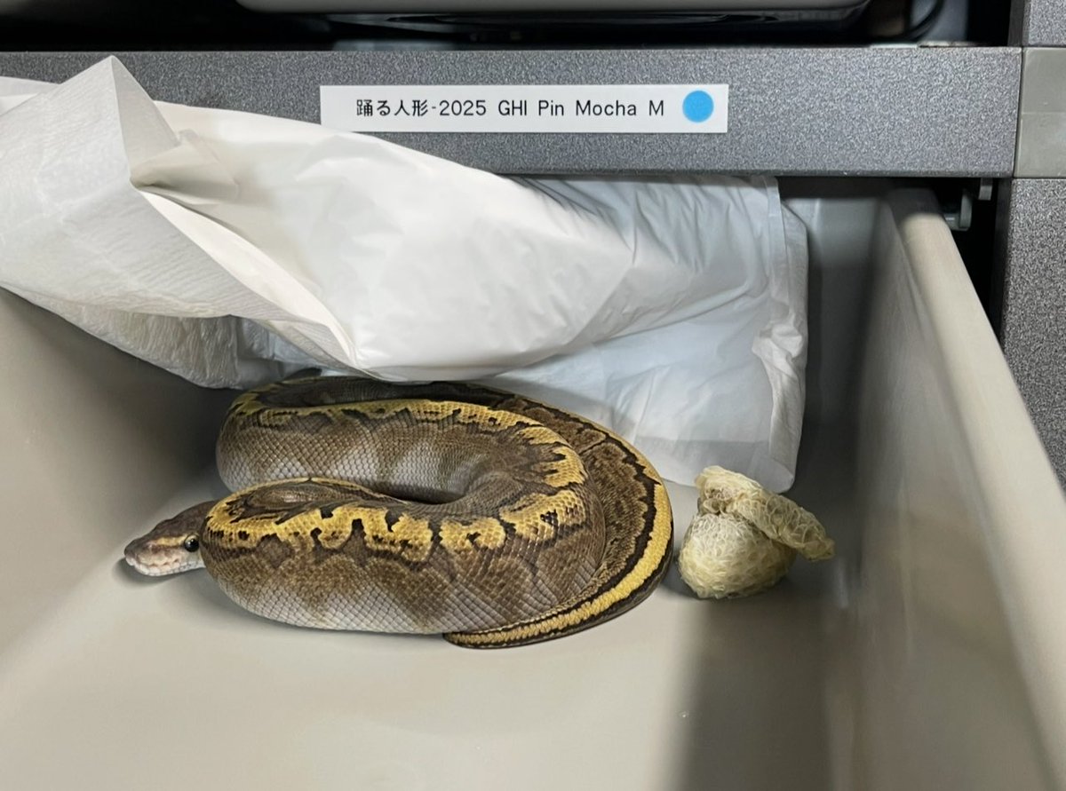 asahi 🐍@ α R's⚜️2026ことよろ🎍🍶 (@asahi_royals) / Posts / X