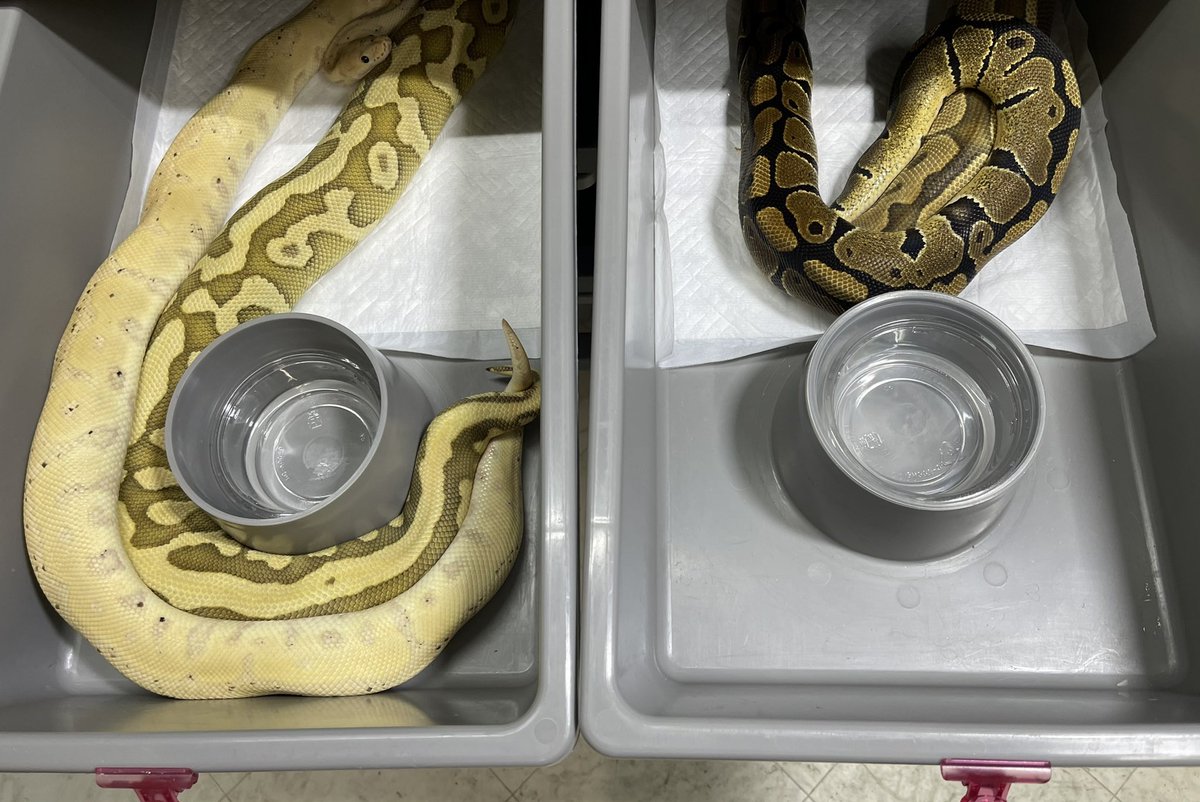 asahi 🐍@ α R's⚜️2026ことよろ🎍🍶 (@asahi_royals) / Posts / X