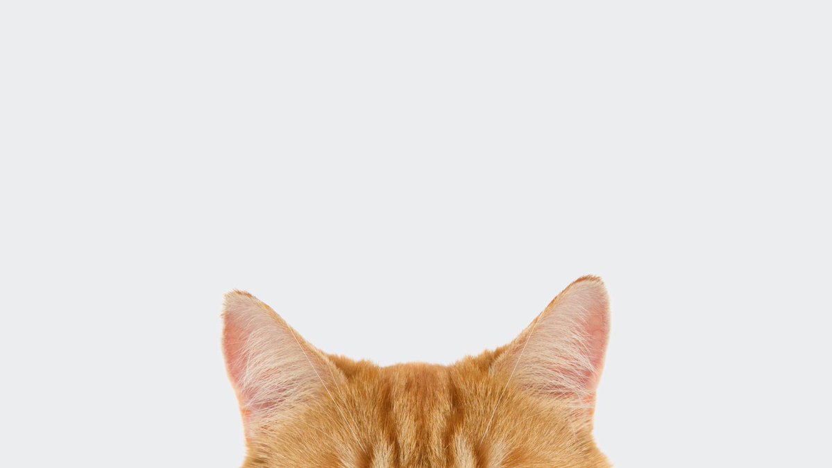 GMMTV's tweet image. ตั้งแจ้งเตือนไว้เลย 20:30 น. มาเจอกันใน #CatForCashEP1 คืนนี้ตอนแรก! 😽 สปอยล์นิดนึงว่ามวลดีมาก อิ่มเอมหัวใจ ไม่อยากให้พลาดกันจริง ๆ! 

เปิดช่อง GMM25 และแอปพลิเคชั่น True Visions NOW รอไว้เลย!
@Firstkpp @myktnw