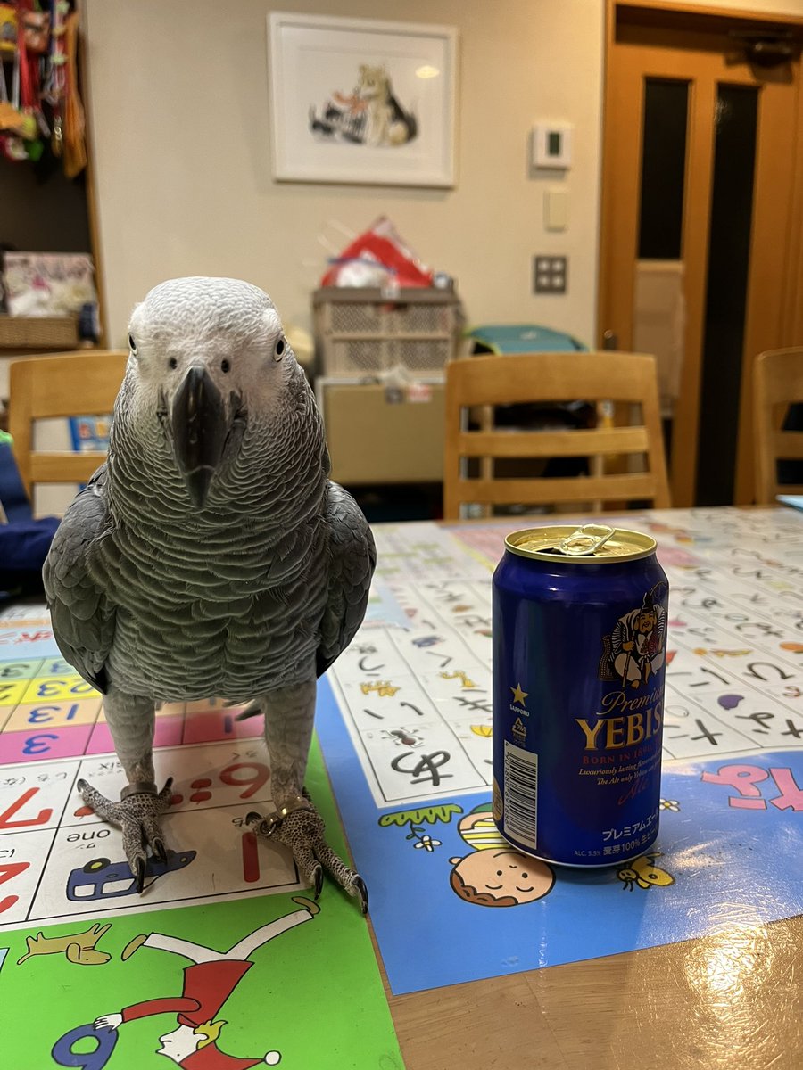 hrnee's tweet image. ただいま🍺。
#ツイッター晩酌部 
#ほんじつのピルスくん #ヨウム