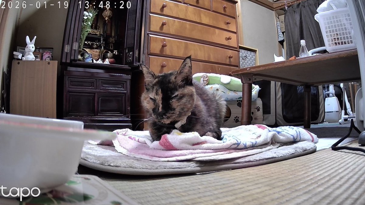 C5H4FN3O2's tweet image. 今日も動物病院
少しだけ🤏元気を取り戻した
でも断食7日目

#タム