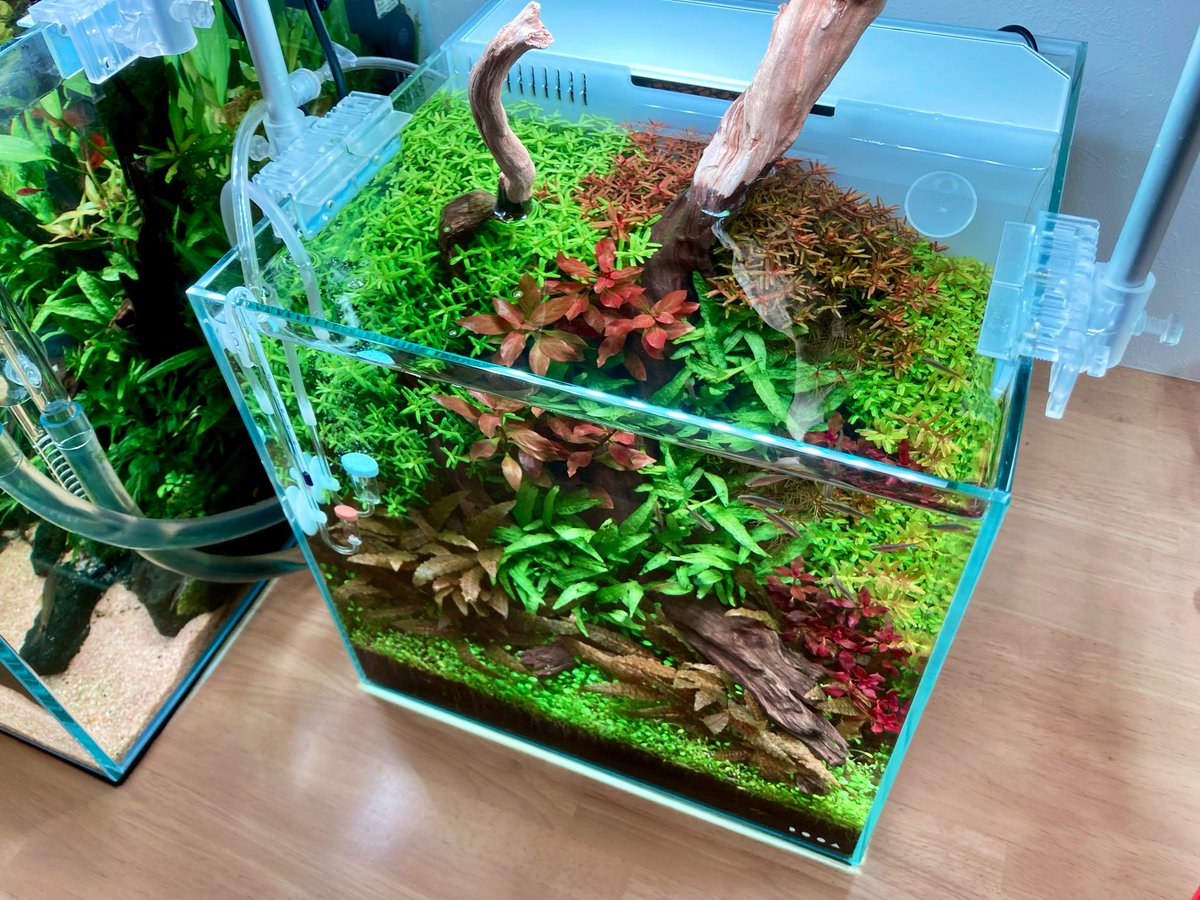 キラキラ上見水景✨水換え後の特権( ´ ▽ ` )