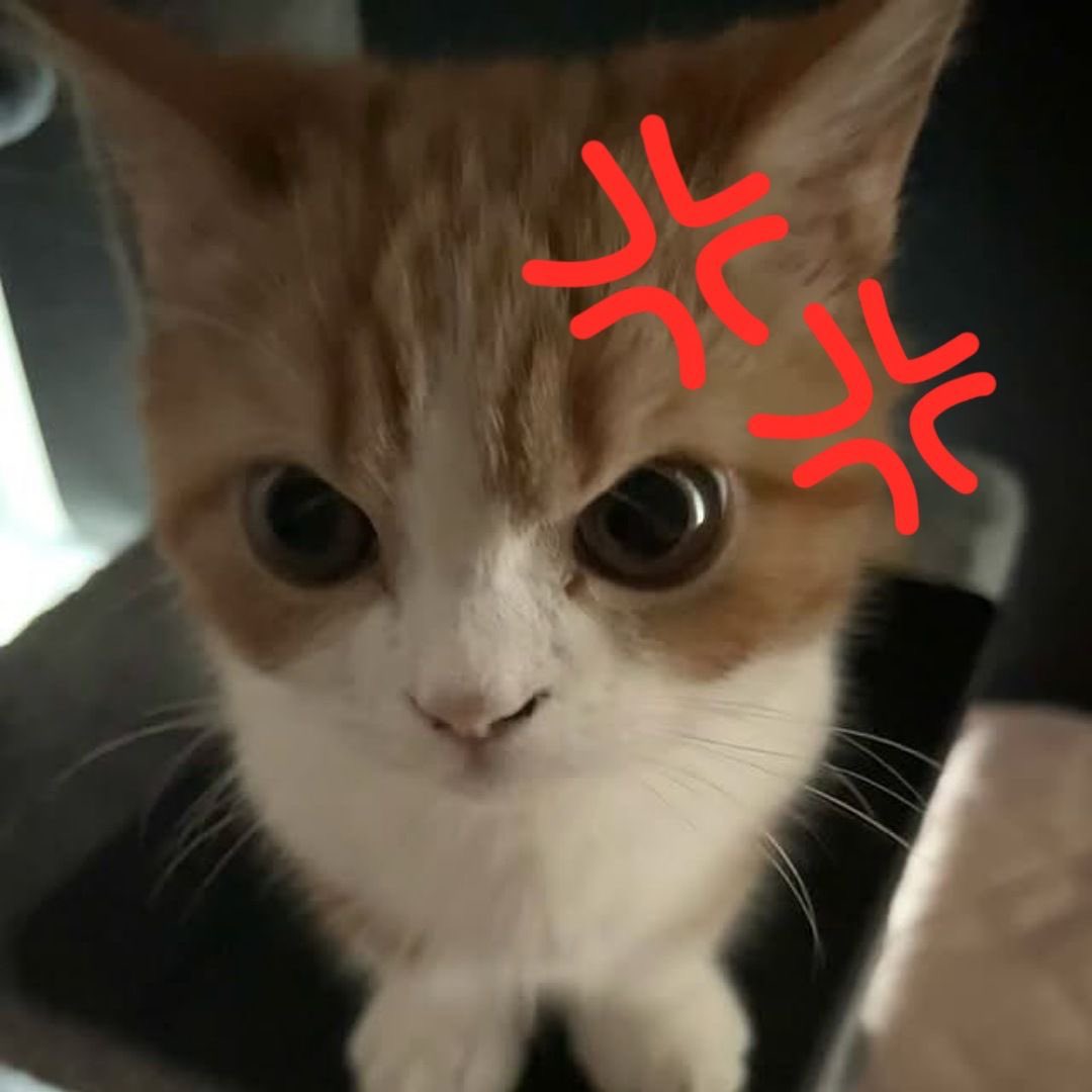 minhodrive's tweet image. whys he angy