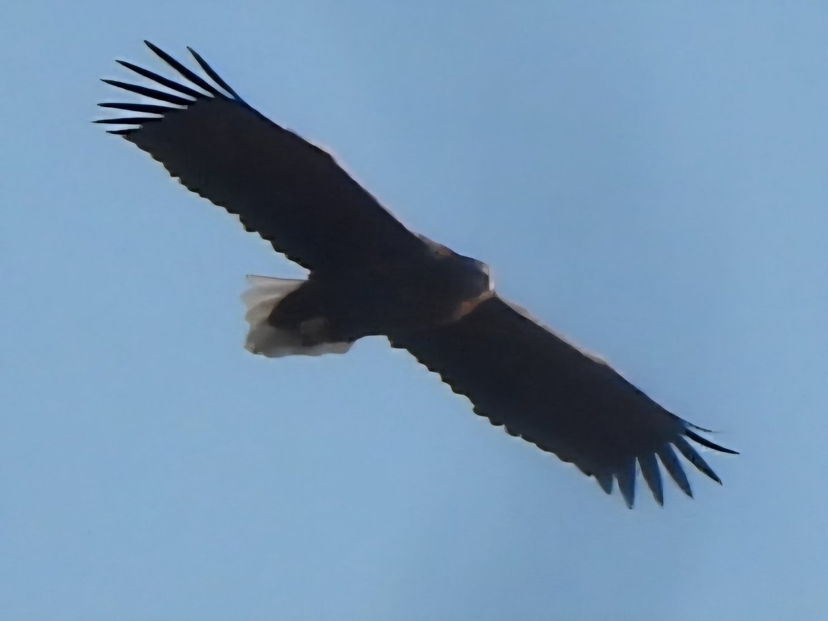 어디선가 서러운 울음소리가 들려 하늘을 보니 흰꼬리수리가 엉엉 울며 갈매기에게 쫓기고 있었다. 
-2026년 1월 20일 합강에서의 일이었다.