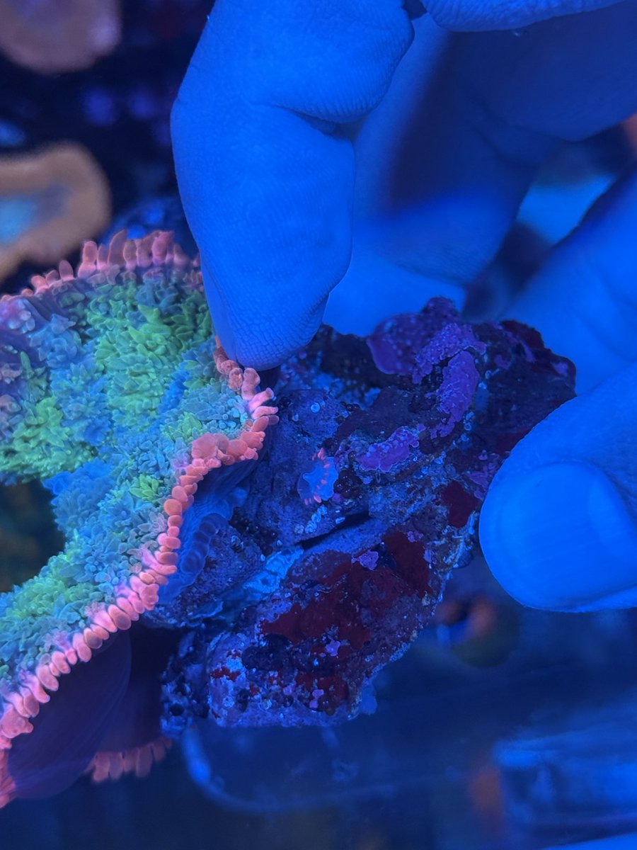 フランケンに６枚目の子株発見🪸✨これでフランケンは親を合わせて７枚😍🪸✨