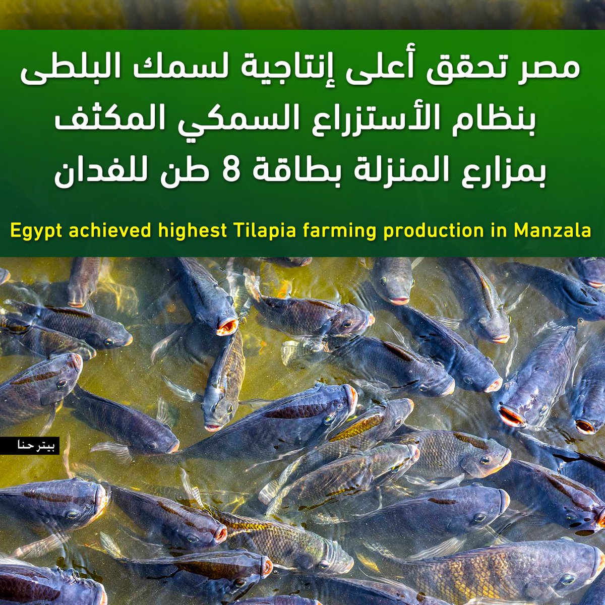 نجح جهاز حماية وتنمية البحيرات والثروة السمكية فى تحقيق أعلى معدل لإنتاج المزارع السمكية باستخدام "نظام الزراعة المكثفة"، حيث نجحت مزارع بحيرة المنزلة فى تحقيق إنتاجة 8 طن من السمك البلطى للفدان الواحد من المزارع السمكية.
ما هو الاستزراع السمكي المكثف؟
هى منظومة تعتمد على استخدام