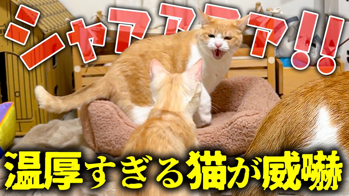 あつし》@猫と暮らしています (@atsushi_314) / Posts / X