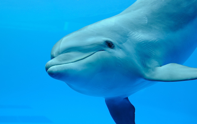 【発表】京都水族館、ハンドウイルカ・テンが初の妊娠 7月に出産を予定
news.livedoor.com/article/detail…

テンは2011年12月22日から京都水族館での飼育を開始したハンドウイルカ。イルカの繁殖は、仔獣が順調に成長することが難しいとされ、同館は「出産に向けて万全の体制で準備を進めてまいります」とした。