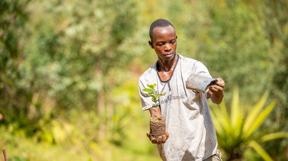 RwandAgriExport's tweet photo. Rwanda’s coffee sector is growing today to sustain tomorrow, with a future-focused approach centered on quality, resilience and inclusive growth.

Driving this vision forward, NAEB through #PSAC Project supported coffee farmers to plant 2.75 million seedlings on 1,102 hectares during 2026 A Season, across six Districts: @Nyamasheke, @RusiziDistrict, @KarongiDistr, @HuyeDistrict, @RuhangoDistrict, and @Nyamagabe. 

With a total of 9 million coffee seedlings expected to be planted on 3,050 hectares by 2029, the initiative is set to significantly increase coffee production and export volumes, transform farmers’ livelihoods, and boost the national economy.

#RwandaCoffe #RwandaAgriExports