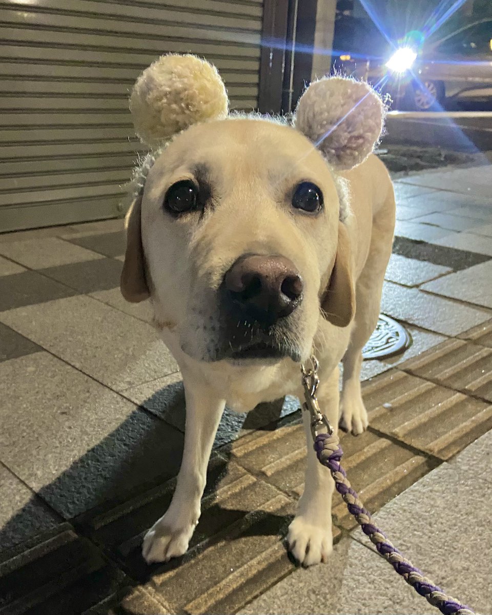 オレ、なんの動物にみえる？